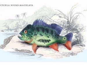 Cychla Nigro-Maculata by Robert H. Schomburgk - Art Print