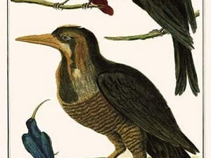Ultramarine Grosbeak