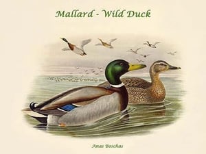 Anas Boschas - Mallard - Wild Duck by John Gould - Art Print