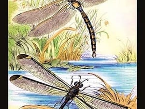 Insects: Aeshna Grandis and Stilbopteryx Costalis by James Duncan - Art Print