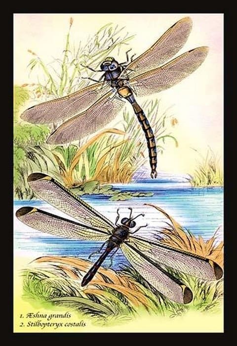 Insects: Aeshna Grandis and Stilbopteryx Costalis by James Duncan - Art Print