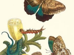 Banana Plant with Teucer Giant Owl Butterfly and a Rainbow whiptail Lizard by Maria Sibylla Merian - Art Print