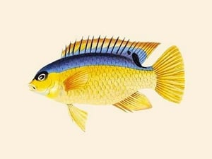 Yellow Bartikyah by John Whitchurch Bennett - Art Print