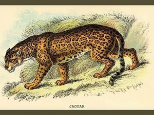 Jaguar by Sir William Jardine - Art Print