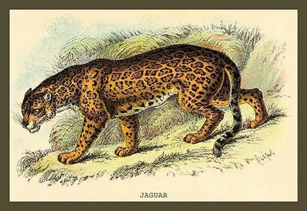 Jaguar by Sir William Jardine - Art Print