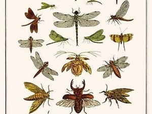 Dragonflies