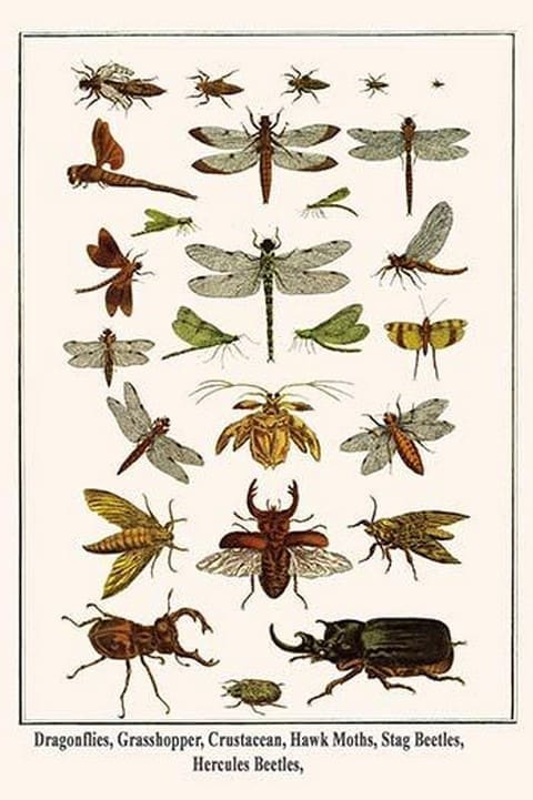 Dragonflies