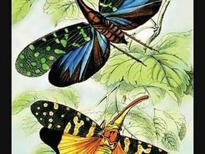 Insects: Fulgora Candelaria and F. Maculata by James Duncan - Art Print
