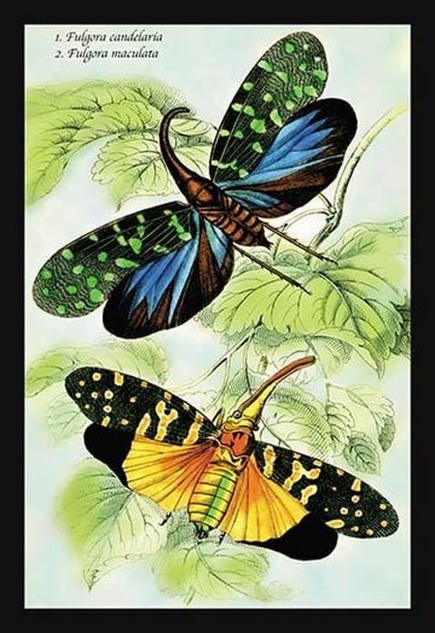 Insects: Fulgora Candelaria and F. Maculata by James Duncan - Art Print