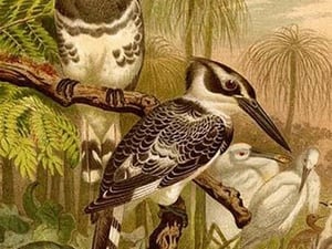 Black & White Kingfishers by Friedrich Wilhelm Kuhnert - Art Print