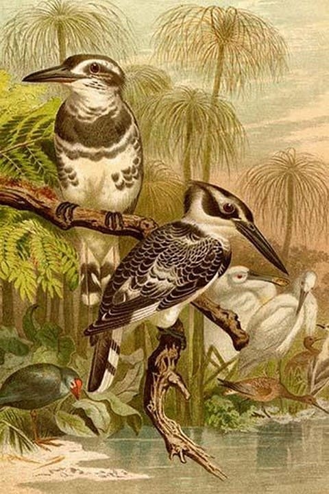 Black & White Kingfishers by Friedrich Wilhelm Kuhnert - Art Print