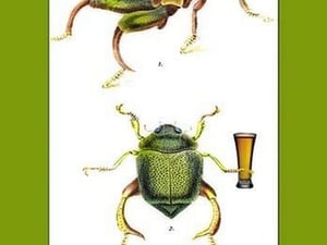 She Loves Beer