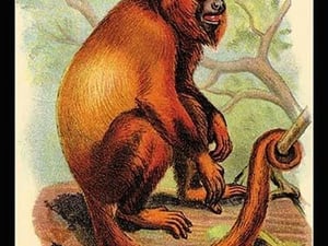 The Red Howler by G.R. Waterhouse - Art Print