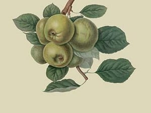 Robinson's Pippin - Apple by William Hooker #2 - Art Print
