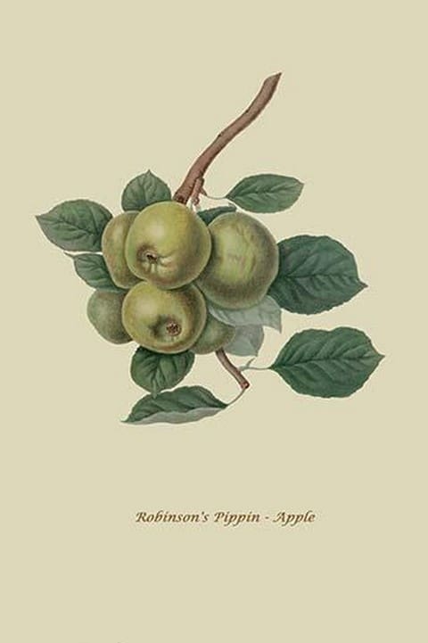 Robinson's Pippin - Apple by William Hooker #2 - Art Print