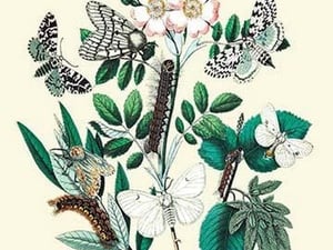 Moths: L. Salicis