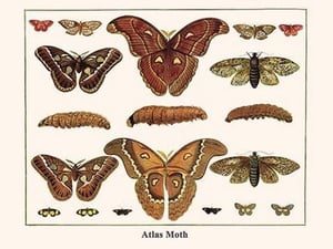 Atlas Moth by Albertus Seba - Art Print