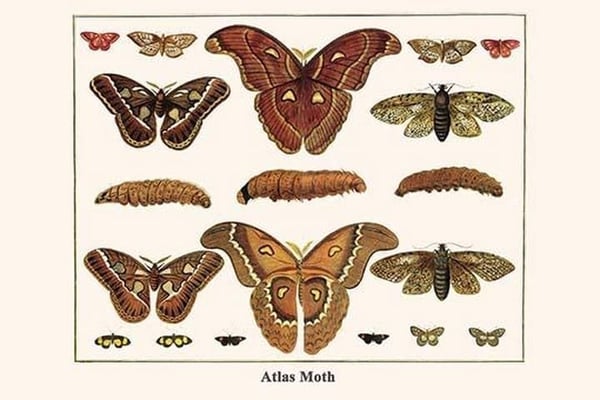 Atlas Moth by Albertus Seba - Art Print