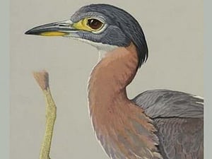African Night Heron by Louis Agassiz Fuertes - Art Print