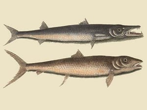 Barracuda by Mark Catesby - Art Print