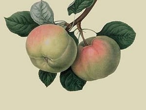 Hawthornden Apple - by William Hooker #2 - Art Print