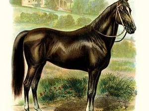 The Horse - Art Print