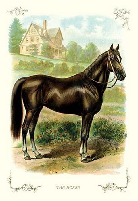 The Horse - Art Print
