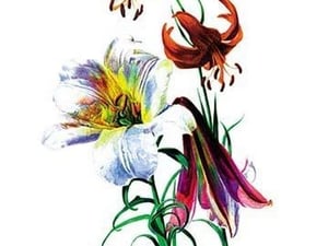 Lilium Myhiophyllum: L. Sutchuenense by H.G. Moon - Art Print