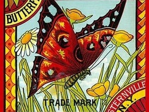Butterfly Golden Pumpkin - Art Print