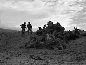 Clearing the Forest by Dorothea Lange - Art Print