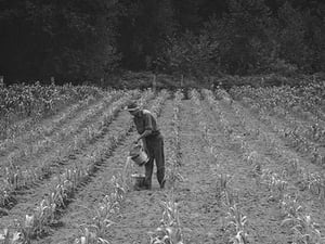 Hand irrigation on small rented subsistence farm. by Dorothea Lange - Art Print