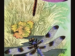 Insects: Libellula Axilena and L. Pulchella by James Duncan - Art Print