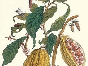 Cocoa Plant with Southern Army Worm by Maria Sibylla Merian - Art Print