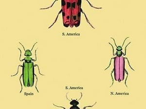 Beetles from North and South America and Spain #2 by Sir William Jardine - Art Print