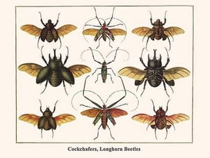 Cockchafers