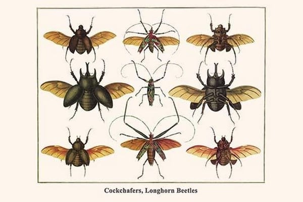 Cockchafers
