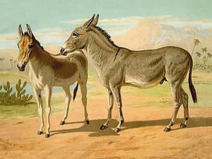 Abyssinian Male and Indian Onager Female by Samuel Sidney - Art Print