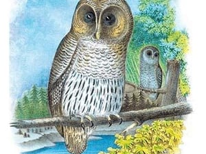 The Barred Owl by Theodore Jasper - Art Print