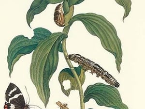 Ginger Plant with a Giant Sugar Cane Borer by Maria Sibylla Merian - Art Print
