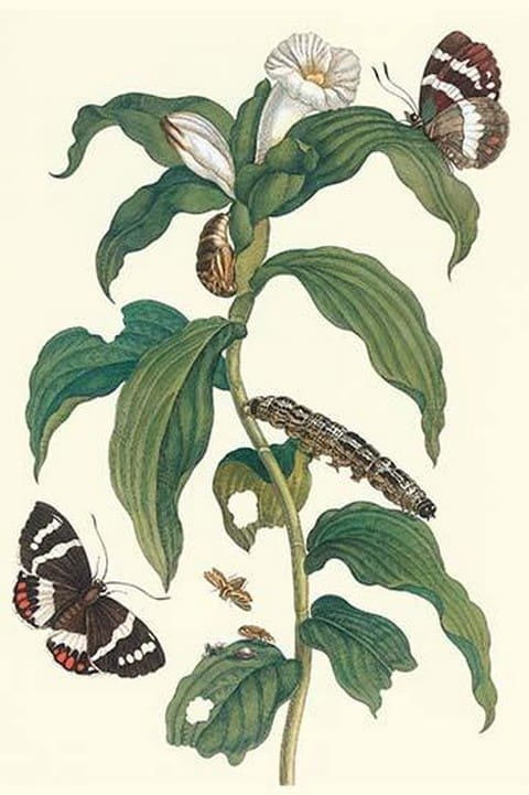 Ginger Plant with a Giant Sugar Cane Borer by Maria Sibylla Merian - Art Print