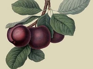 Nectarine Plum by William Hooker - Art Print