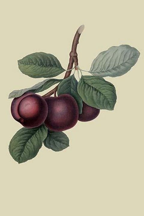 Nectarine Plum by William Hooker - Art Print