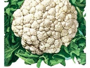 Cauliflower: Early Snowball - Art Print