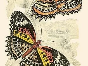 European Butterflies & Moths by James Duncan #5 - Art Print