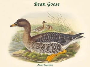 Anser Segetum - Bean Goose by John Gould - Art Print