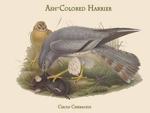 Circus Cineraceus - Ash-Colored Harrier by John Gould - Art Print