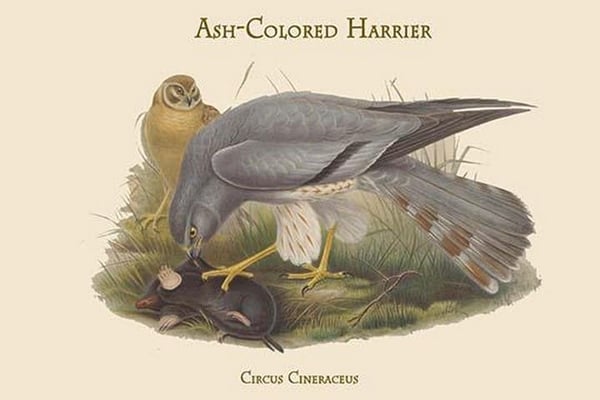 Circus Cineraceus - Ash-Colored Harrier by John Gould - Art Print