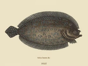 Sole by Mark Catesby #2 - Art Print