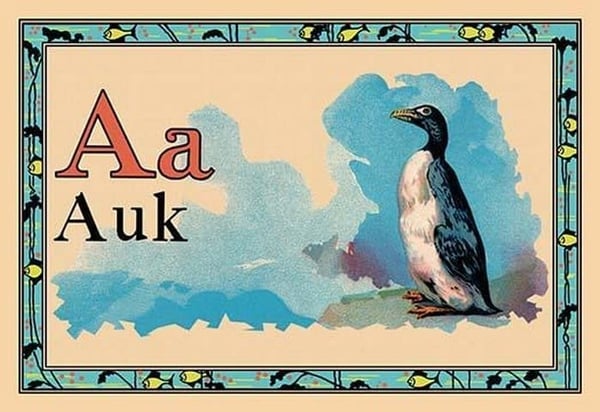 Auk - Art Print