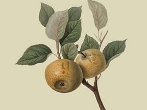 Hughes New Golden Pippin by William Hooker #2 - Art Print